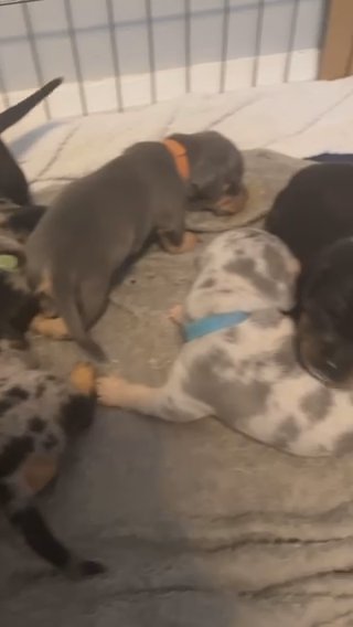 Staffy X Dachshund Pups For Sale in Carlisle