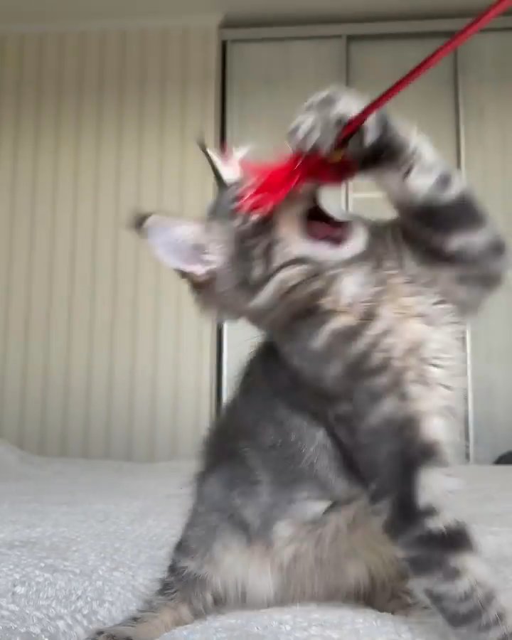 new Maine coon cats and kittens available in London