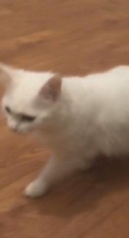 FREE Turkish Angora Pure White  Cat in London