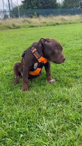 Female American Bully in Liverpool