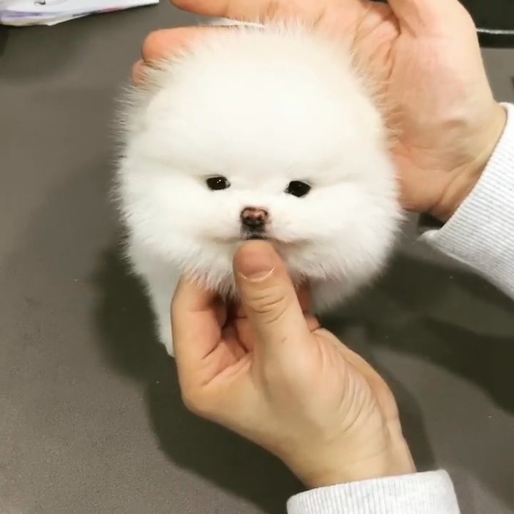 Pure white Pomeranian puppies for sale in London