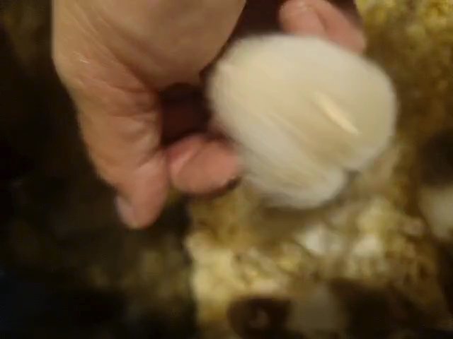 baby syrian hamster in Thurrock