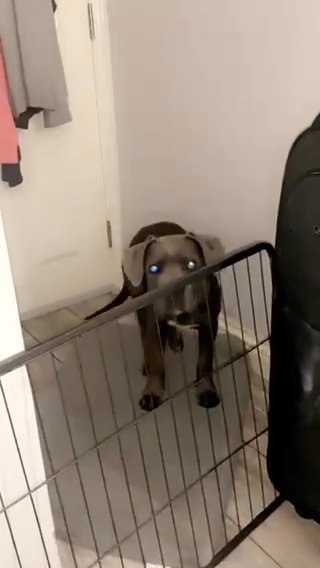 Pure breed Cane Corso in London