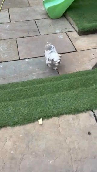 English Bulldog in Nottingham