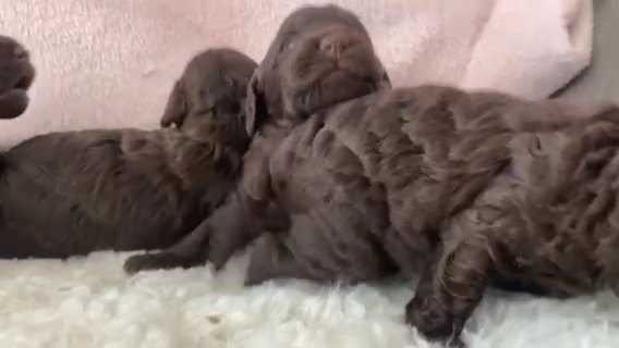 F1 Mini/toy Labradoodles in Liverpool