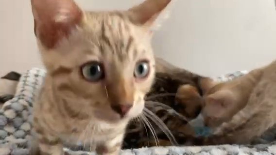 Top Quality TICA registered Bengal Kittens in London
