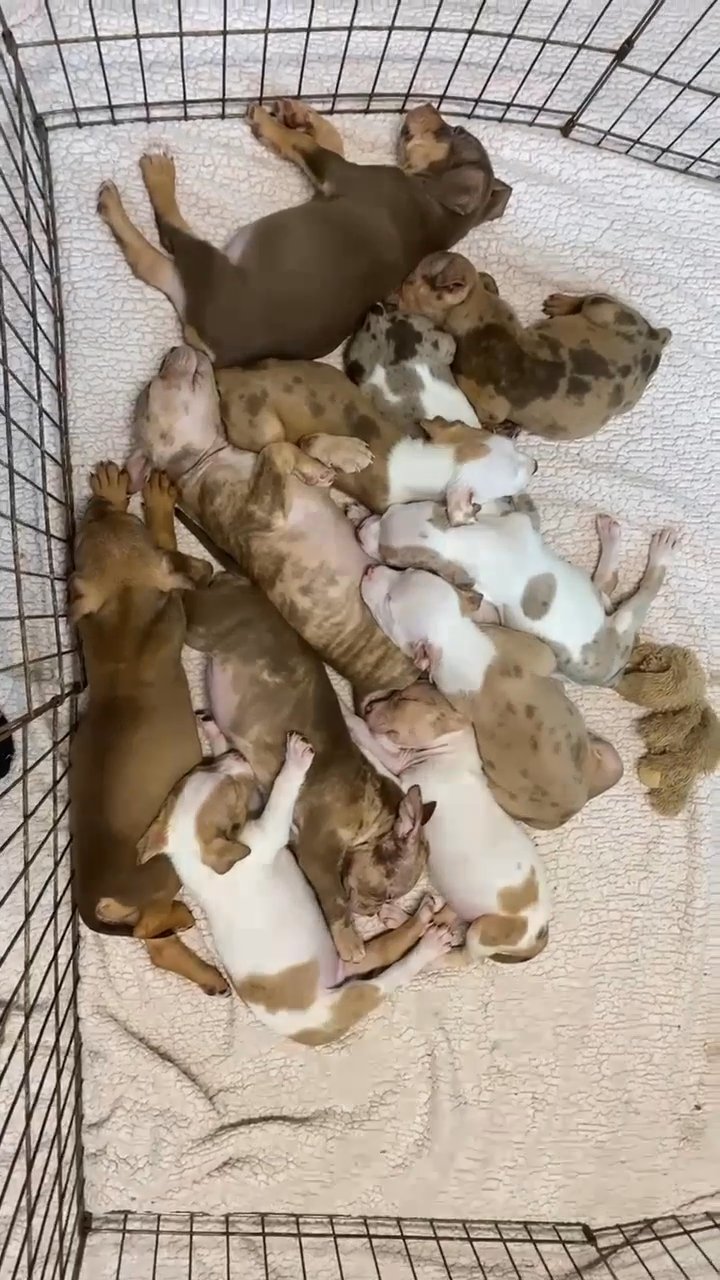XL bully pups for sale in Caerphilly