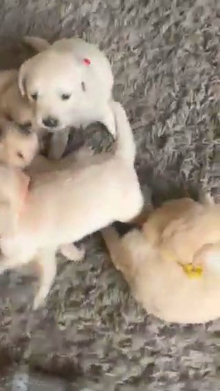 outstanding  golden retriever puppies in Manchester
