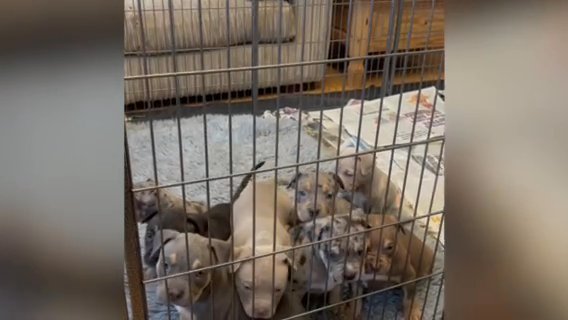 XL American Female Bully Pups in Newport