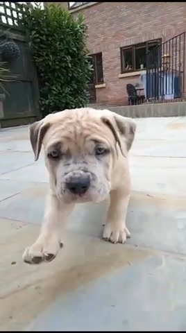 Athletic ABKC Registered American XL Bully Female in Newport
