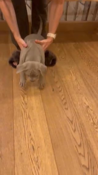 Lilac Female XL Bully “Nancy” in Newport