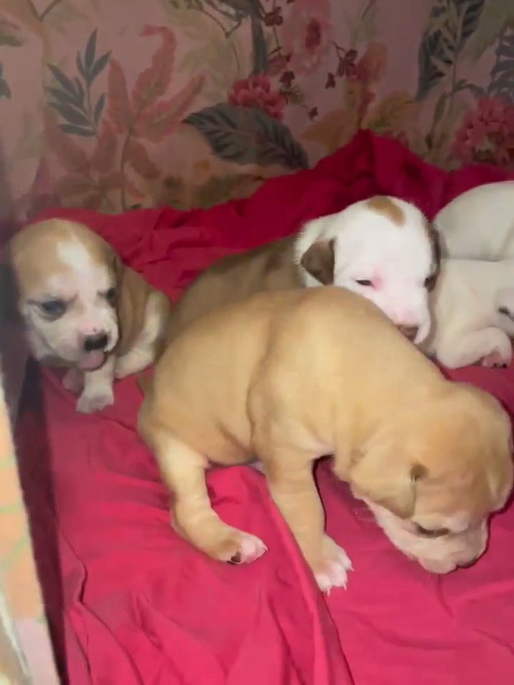 8 American bully puppies in Rochdale