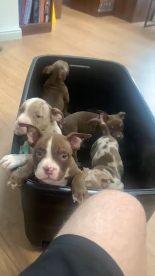 Pocket Bully Puppy’s in Manchester