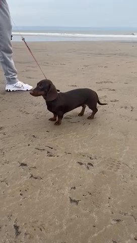 Chocolate and tan dachshund kc female in Rhondda Cynon Taf