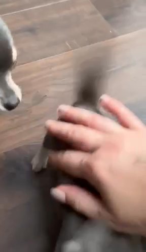 Blue Tri Chihuahua Boy in Birmingham