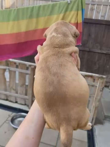 Xl Puppies in Redcar & Cleveland