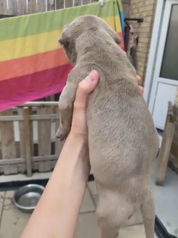 Xl Puppies in Redcar & Cleveland