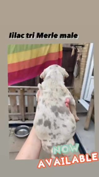 Xl Puppies in Redcar & Cleveland