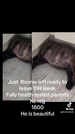 Ronnie Last Frenchie in East Lothian