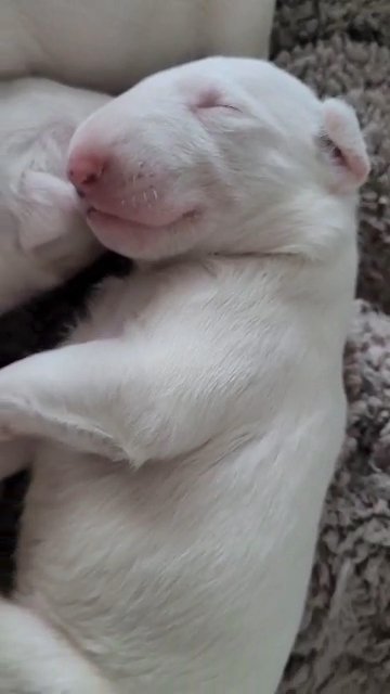 English Bull Terriers puppies in Edinburgh