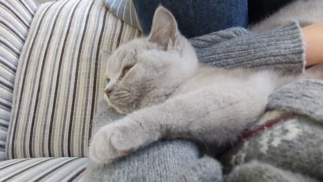 ? READY NOW ? GCCF registered British Lilac Shorthair Kitten in Gateshead