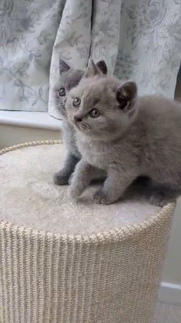 British Blue Available Now! in Gateshead