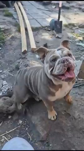 English Bulldog in Nottingham