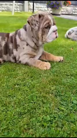 English Bulldogs in Nuneaton & Bedworth