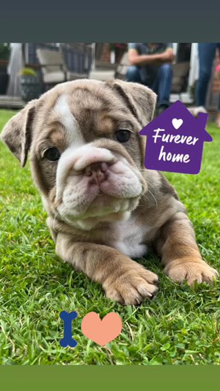 English Bulldogs in Nuneaton & Bedworth