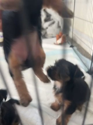 Adorable Yorkie Puppies in London