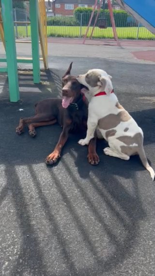 Doberman Girl in Birmingham