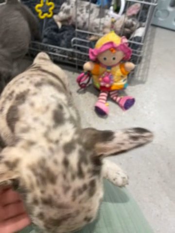 1 Chocolate Merle Boy Looking For his Forever Family in Southampton