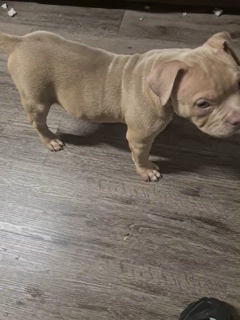 stunning micro pocket bully girl 10 weeks top bloodlines in Cardiff