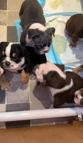 English Bulldog Puppies For Sale in Kent