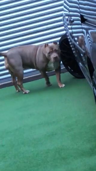 Female Xl Bully in Bury