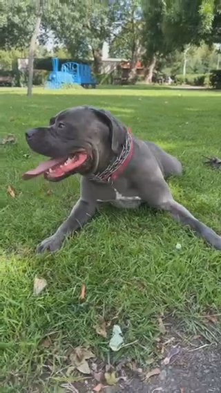 Cane X Staffy Girl in London
