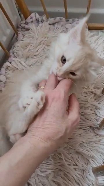 Maine coon kittens tica registered in Ipswich