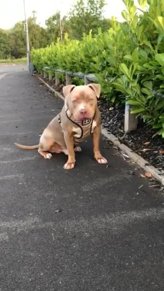 American Xl Bully in Bury