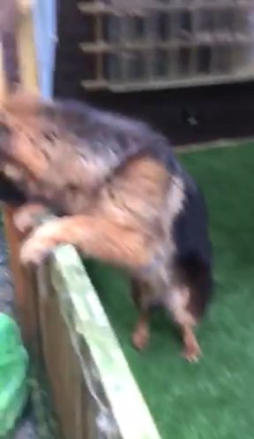 German Shepherd Girl Long Coated in Birmingham
