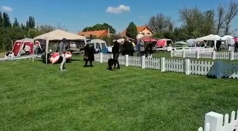 German Shepherd Beautiful Female ( TWICE SHIW WINNER) in London