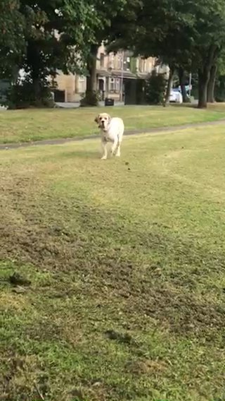 Bully Kutta in Bradford