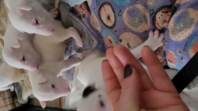 English Bullterrier puppies in Edinburgh