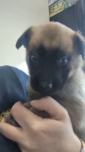 Belgian malinois pups in Rochdale