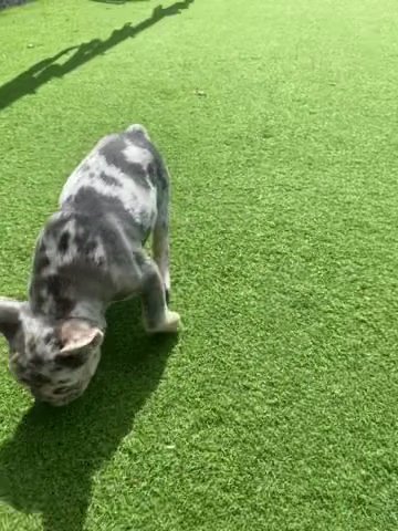 Fluffy And Testable Male Ready Now in Southampton
