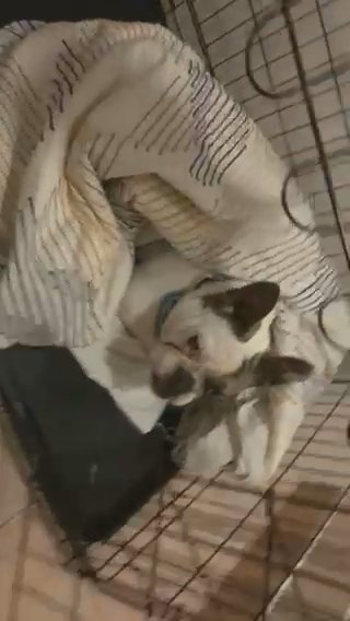 Frenchbulldog Female For Quiet / Older Home in Burnley
