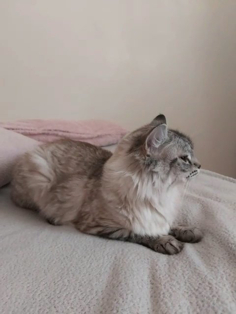 full ragdoll lynx in London