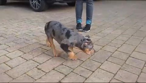 American XL bully puppy - female Merle Tri in Newport