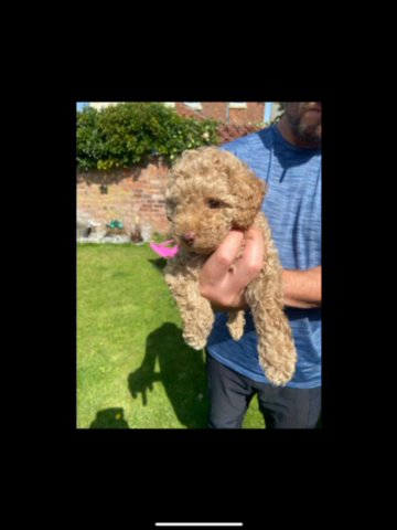 TOY POODLE FOR SALE 🐩 in Liverpool