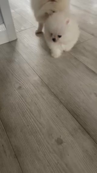 Teddy Pom puppies in Cheshire West and Chester