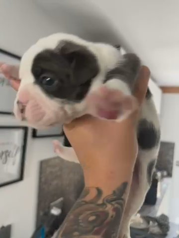 Old English Bulldog in Staffordshire